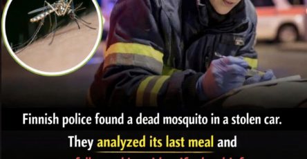 Mosquito
